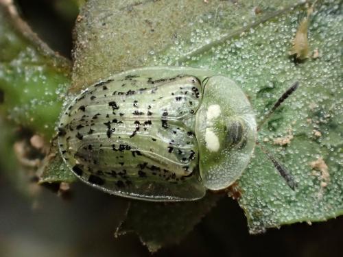 Réf. 235 952 : Cassida nebulosa